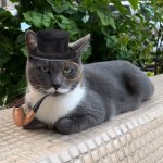 Monocle Cat