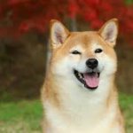 Shiba