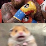 Seperated at birth Jake Paul and Hamster