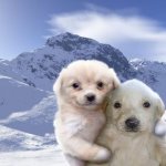 Cachorros se abraçando