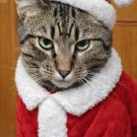 Santa Kitty