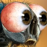 Fly with bulging human eyes meme