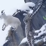 Mountain lion oh crap