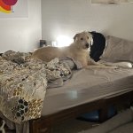 Wolfhound Bed