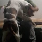 Cachorro comendo novinho mp4