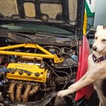 Mechanic Doggo