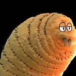 Bored Maggot