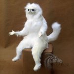 Enjoy Persian cat monkey