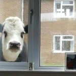 Cow visitor