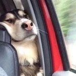 Dog in car back seat