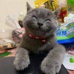 smiling cat