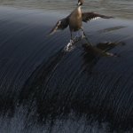 surfing duck