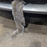 Dead squirrel