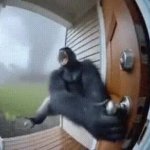 Monkey Tornado GIF Template