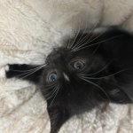 Don’t in the ___ meme