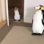 Dog Penguin