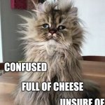 I Say HEY!  What's Going On? | ME DECEMBER 26 - 30; CONFUSED; FULL OF CHEESE; UNSURE OF WHAT DAY IT IS | image tagged in scruffy cat,confusion is nothing new,happy holidays,happy new year,stuffed,holidays | made w/ Imgflip meme maker