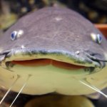 Catfish