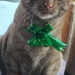 Pumpkin Cat Christmas