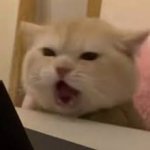 Cat Scream Nestle Crunch