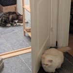 Two cats