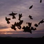 Transform into a flock of crows GIF Template