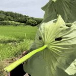 Safety First | Safety first | image tagged in gifs,safety,motorcycle,gonna die | made w/ Imgflip video-to-gif maker