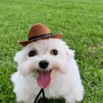 white dog cowboy hat