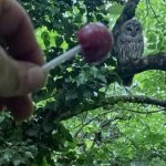 Tootsie Roll Tootsie Pop Owl
