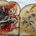 Mushroom Sandwich template