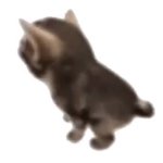 cat dance GIF Template