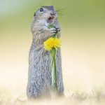 shocked ground squirrel