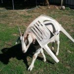 Goat stuck in chair