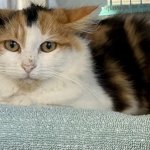 Sad lonely rescued kitten