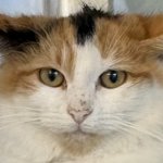 Sad rescued lonely kitten