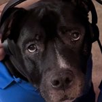 Boss Call Center Dog