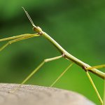 TheWalkingStick template template