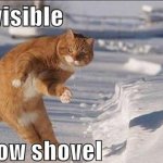 Cat Shovelling Invisible Snow