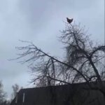 Chicken on tree