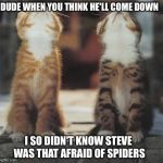 cats looking up | DUDE WHEN YOU THINK HE'LL COME DOWN I SO DIDN'T KNOW STEVE WAS THAT AFRAID OF SPIDERS | image tagged in cats looking up | made w/ Imgflip meme maker