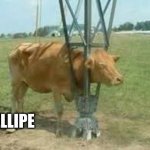 Mateo | FELLIPE | image tagged in mateo | made w/ Imgflip meme maker