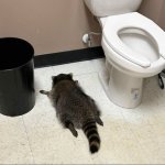 Drunk Raccoon Bathroom