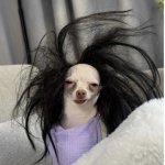 Messy hair chihuahua