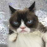 Grumpy cat angry