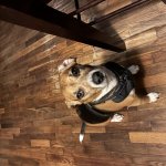 The beagle stare meme