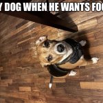 Cute fog | MY DOG WHEN HE WANTS FOOD | image tagged in the beagle stare | made w/ Imgflip meme maker