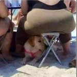 Dog under fat chair