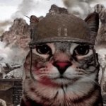 Thousand yard stare cat meme