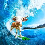 cow surfing meme template