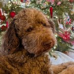 Merry crossed off | MERRY CROSSED OFF | image tagged in merry side eye | made w/ Imgflip meme maker